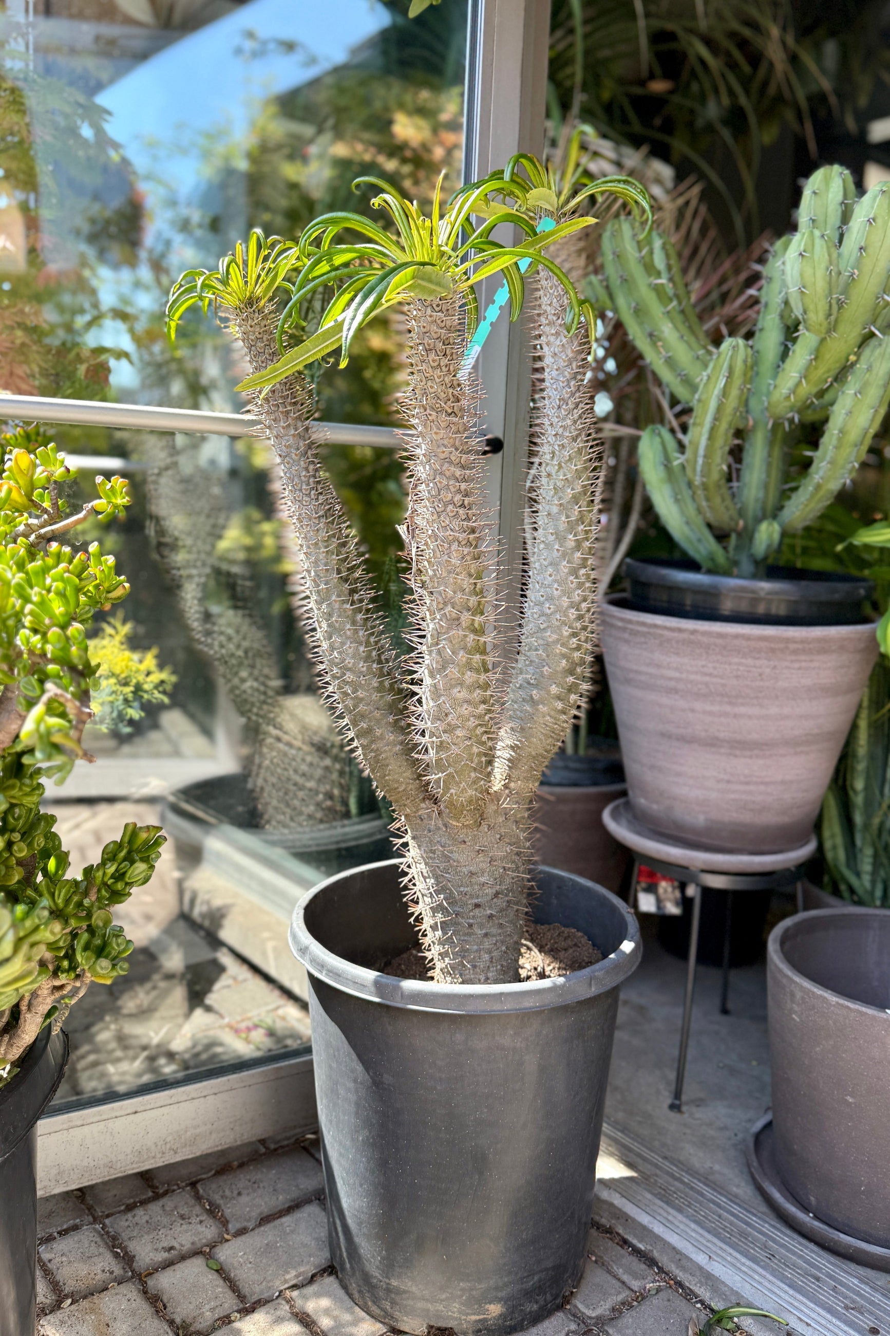 Pachypodium stenanthum - 10 Semi – Alta Germinabilità, Varietà Selezionata, Non-GMO