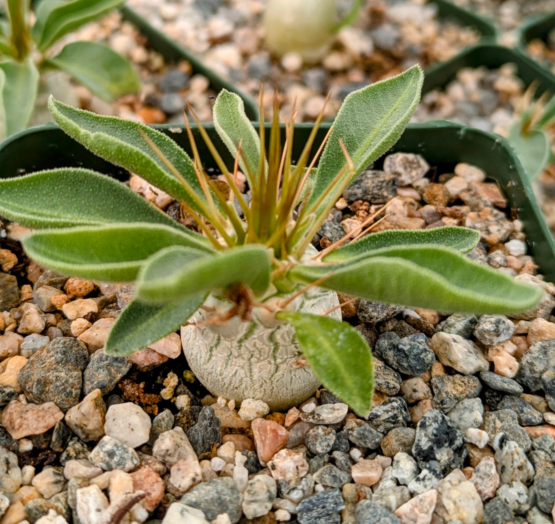 Pachypodium namaquanum - 10 Semi – Alta Germinabilità, Varietà Selezionata, Non-GMO