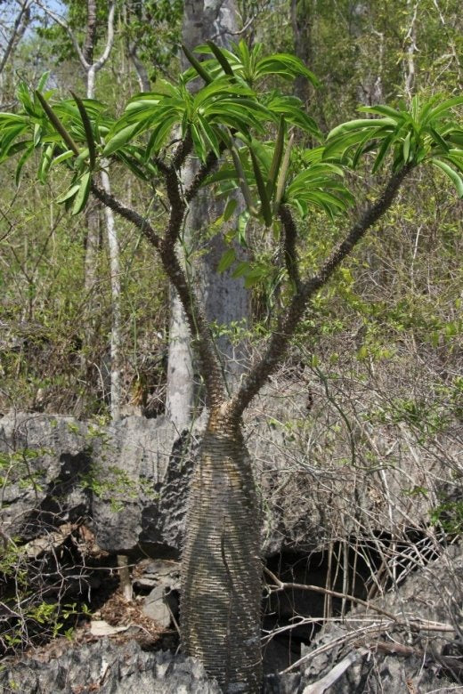 Pachypodium menabeum - 10 Semi – Alta Germinabilità, Varietà Selezionata, Non-GMO