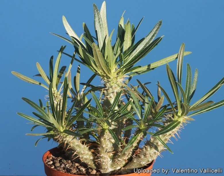 Pachypodium rosulatum subsp. gracilius - 10 Semi – Alta Germinabilità, Varietà Selezionata, Non-GMO