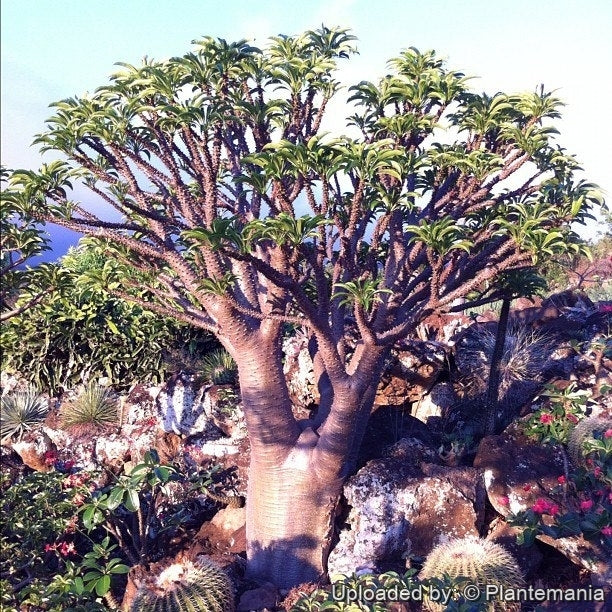 Pachypodium rutenbergianum - 10 Semi – Alta Germinabilità, Varietà Selezionata, Non-GMO