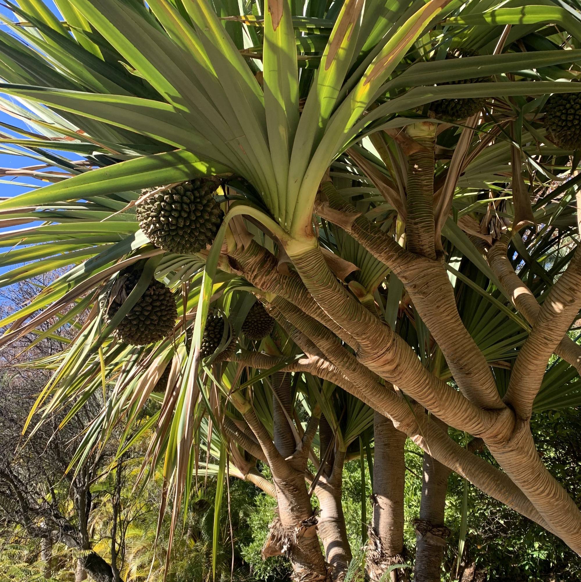 Pandanus – 3 Semi – Pandano, Pianta Tropicale, Foglie Profumate, Ideale per Vaso e Climi Caldi, Rara