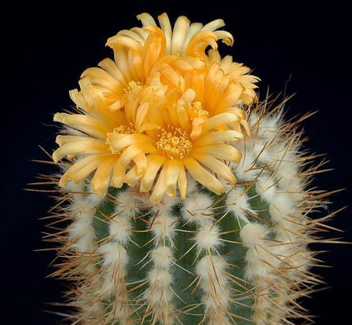 Parodia ayopayana - 10 Semi – Alta Germinabilità, Varietà Selezionata, Non-GMO