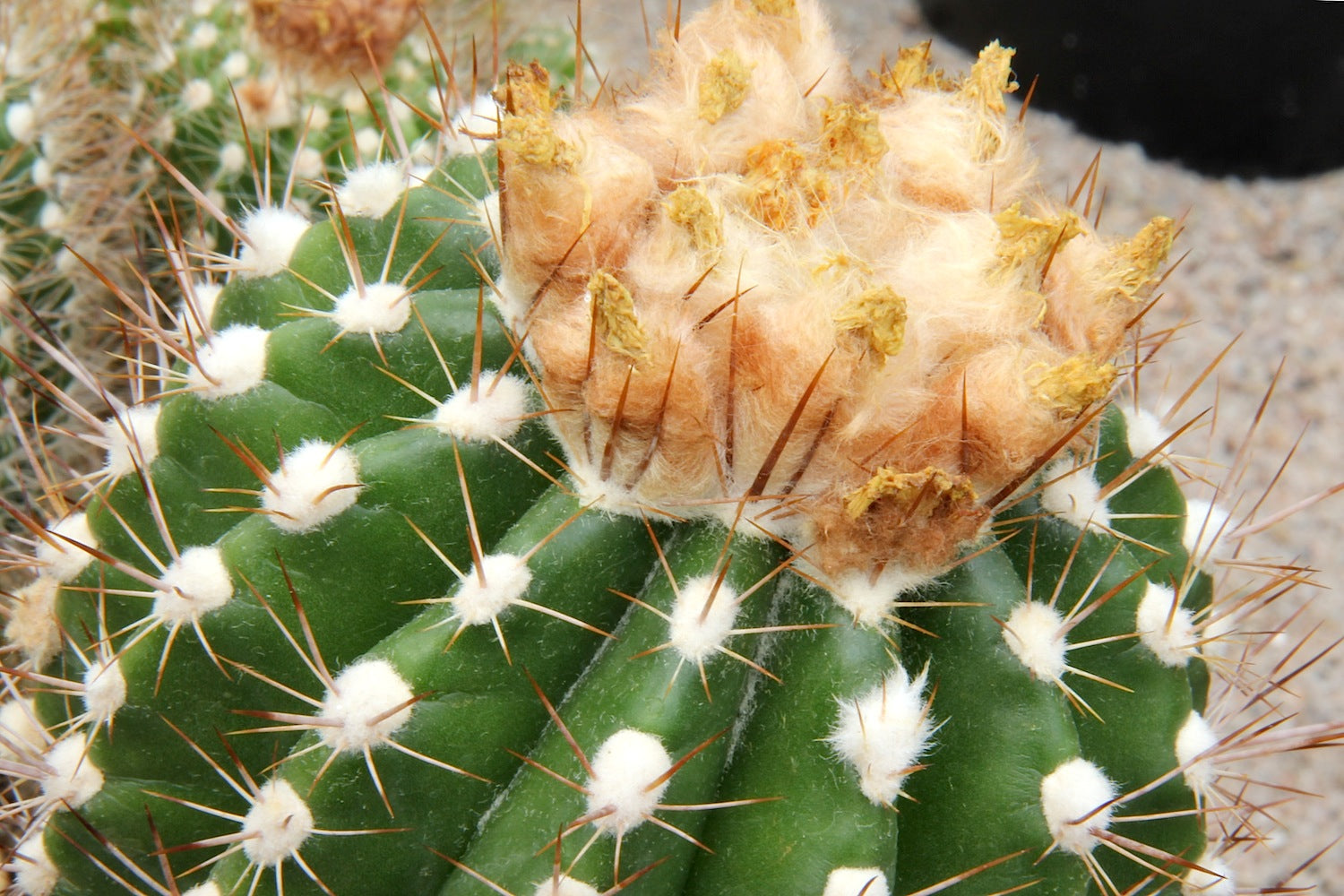 Parodia columnaris - 10 Semi – Alta Germinabilità, Varietà Selezionata, Non-GMO