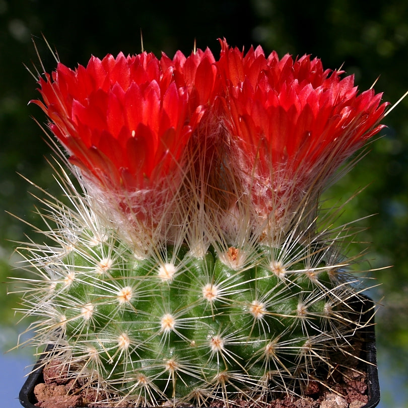 Parodia nivosa - 10 Semi – Alta Germinabilità, Varietà Selezionata, Non-GMO
