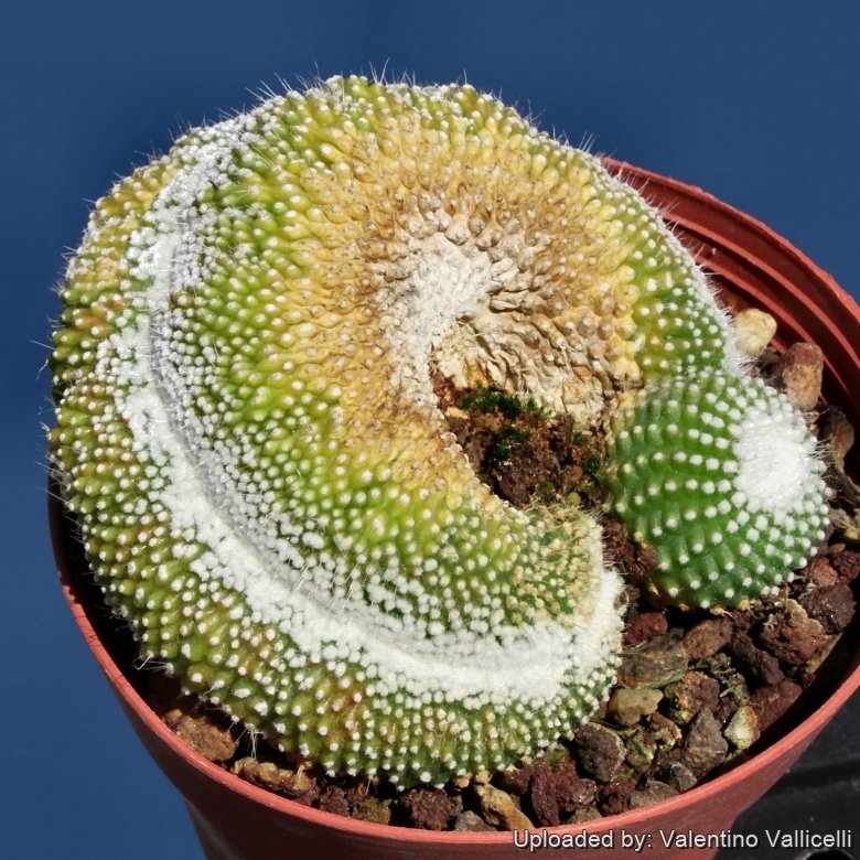 Parodia curvispina - 10 Semi – Alta Germinabilità, Varietà Selezionata, Non-GMO