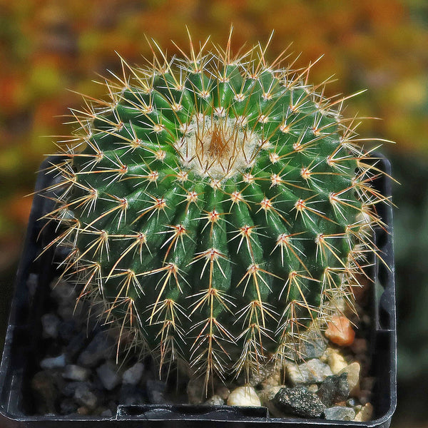 Parodia schumanniana - 10 Semi – Alta Germinabilità, Varietà Selezionata, Non-GMO