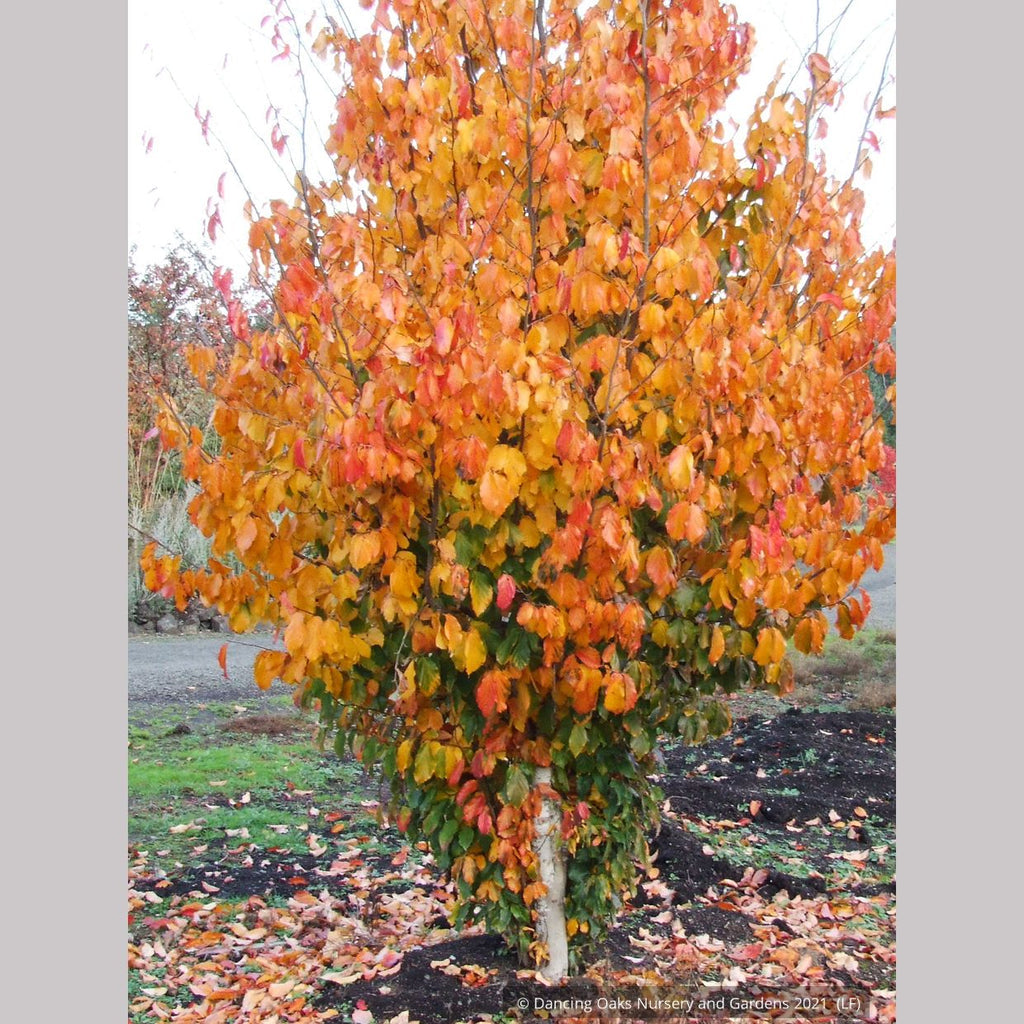 Parrotia persica Vanessa – 20 Seeds, Fall Colors, Upright, Park-like, Easy to Grow, High Germination, Non-GMO