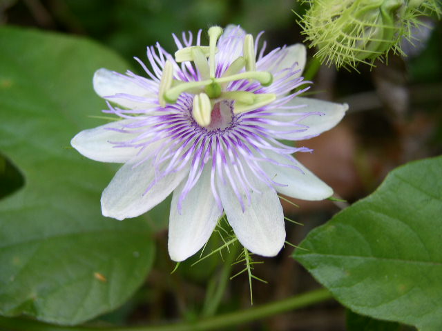 Passiflora Foetida – 10 Semi – Fiore Tropicale Raro, Alta Germinabilità, Pianta Rampicante Ornamentale, Resiste a Siccità, Non-GMO - Botanis - Vendita semi online di piante rare