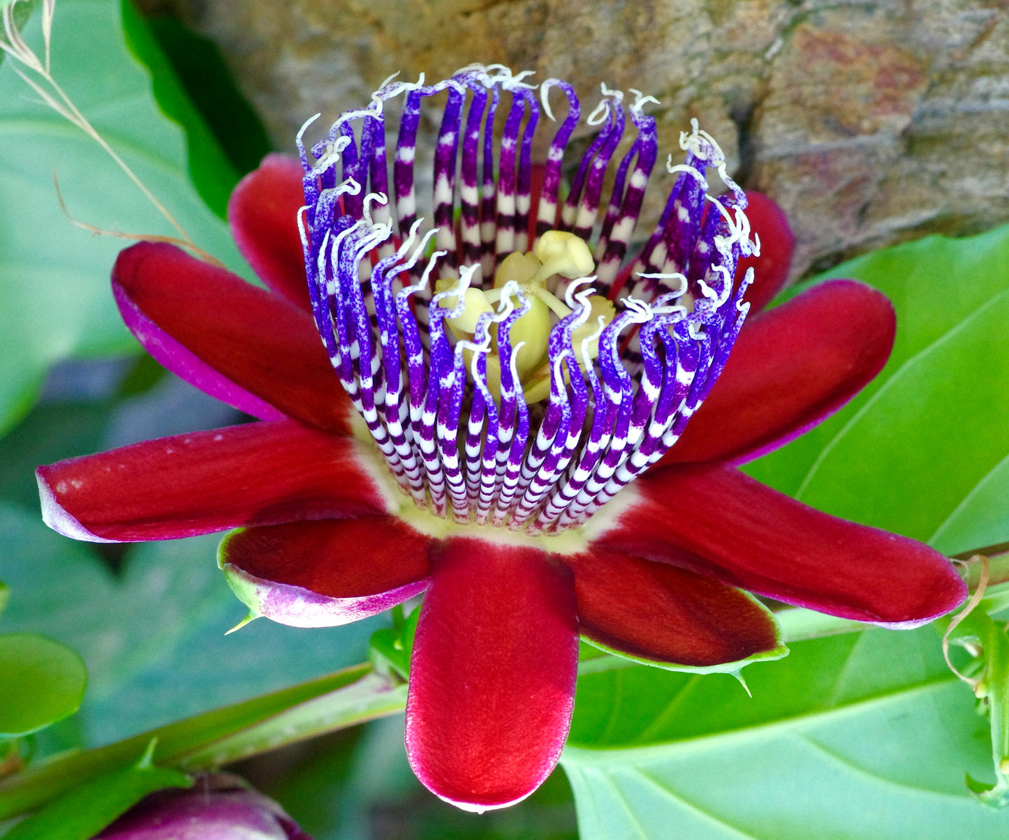 Passiflora Quadrangularis – 10 Semi – Fiore Tropicale Gigante, Frutti Enormi Commestibili, Alta Germinabilità, Non-GMO - Botanis - Vendita semi online di piante rare