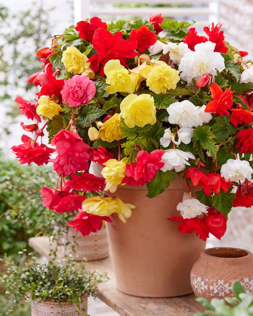 10 Semi di Begonia pendula Begonia x tuberhybrida – Semi Freschi, Alta Germinabilità, No-GMO