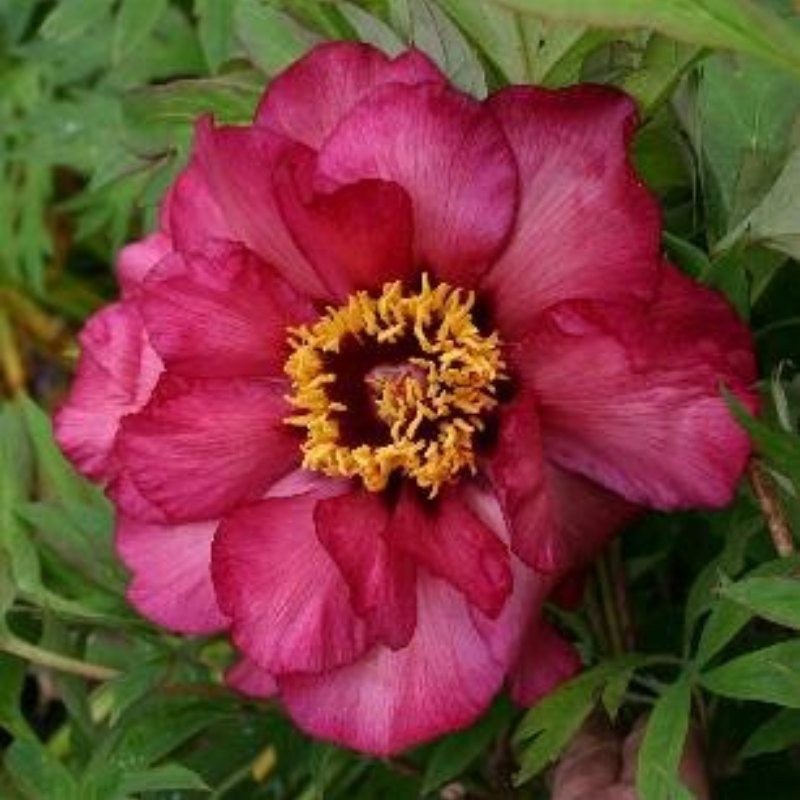 Peonia Banquet – 5 Semi – Fiore Intenso, Colore Scuro, Ideale per Giardino Elegante