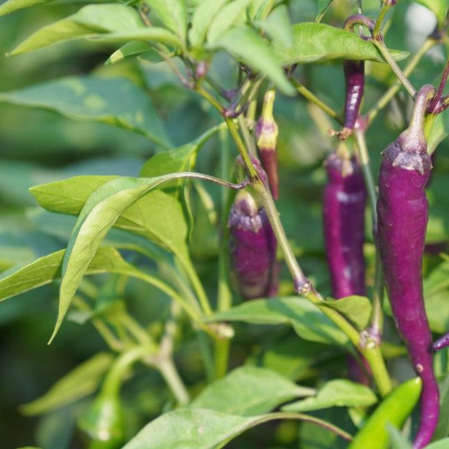 Purple Cayenne Chili Pepper – 25 Seeds – Deep Purple Color, Hot, Decorative, Rare