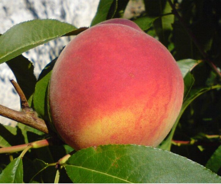 Cresthaven Peach (Yellow) – 5 Seeds, Large, Round Fruit, Great Flavor, Ripens August 10, Easy to Grow, Non-GMO