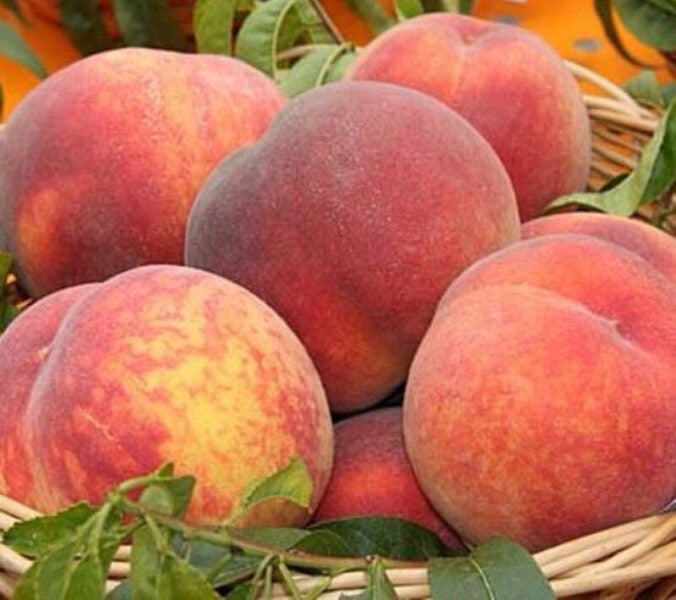 Pesco Maria Bianca (Bianca) – 5 Semi, Polpa Squisita e Consistente, Varietà Spicca, Maturazione metà Luglio, Non-GMO