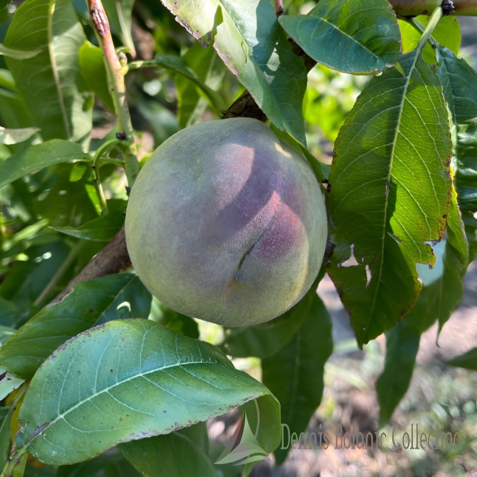Pesco Michelini (Bianca) – 5 Semi, Frutto Grosso e Zuccherino, Ottimo Sapore, Maturazione Fine Agosto, Non-GMO
