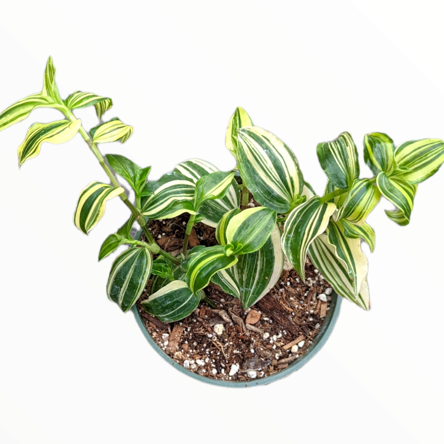 Tradescantia fluminensis Quicksilver – 50 Seeds, Variegated Leaves, White-Green, Decorative, Easy to Grow, High Germination, Non-GMO