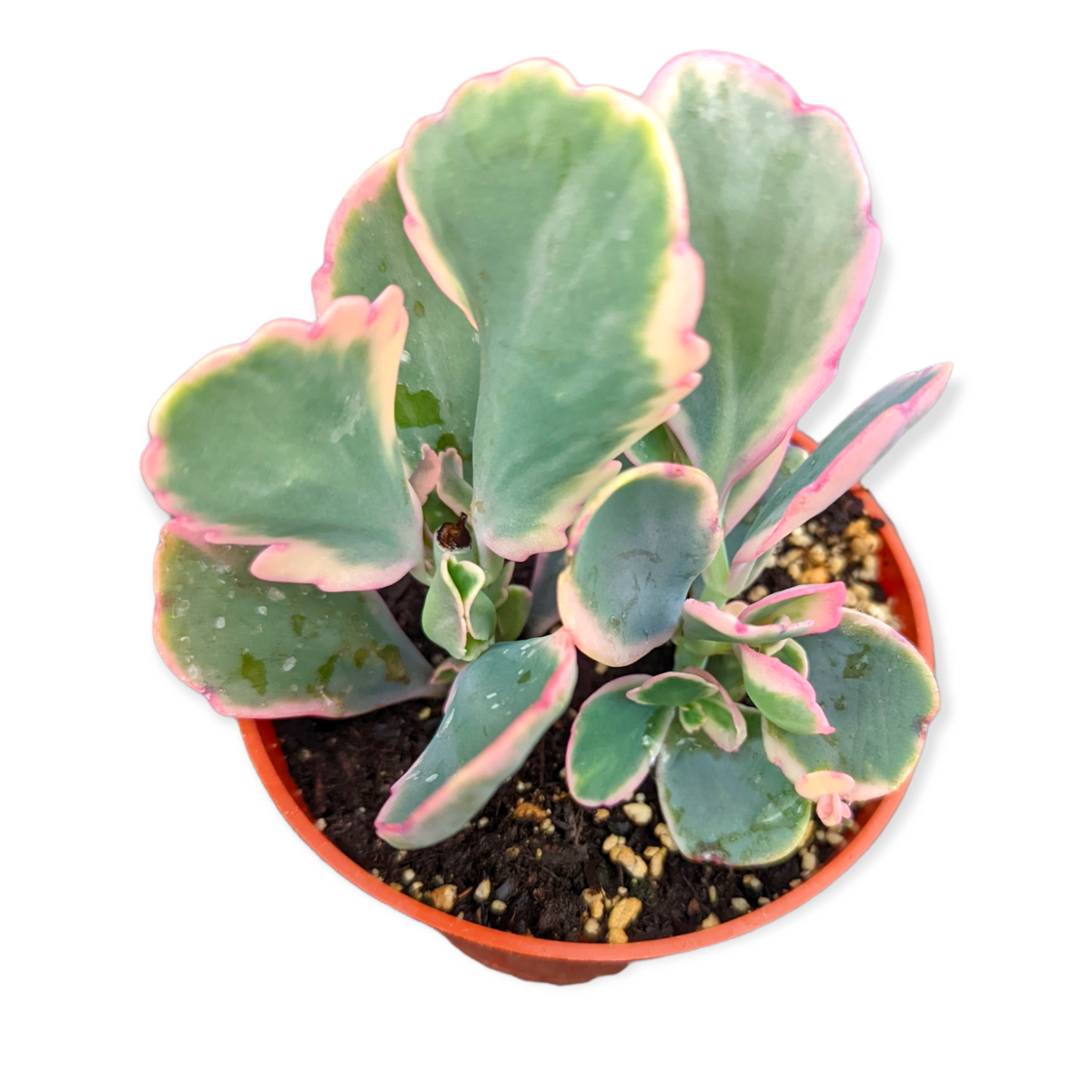 Kalanchoe fedtschenkoi - 10 Seeds – High Germination, Selected Variety, Non-GMO