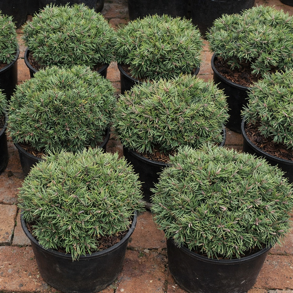 Pino Uncinato – 10 Semi, Alta Quota, Robusto, Esterno, Facile da Coltivare, Alta Germinabilità, Non-GMO