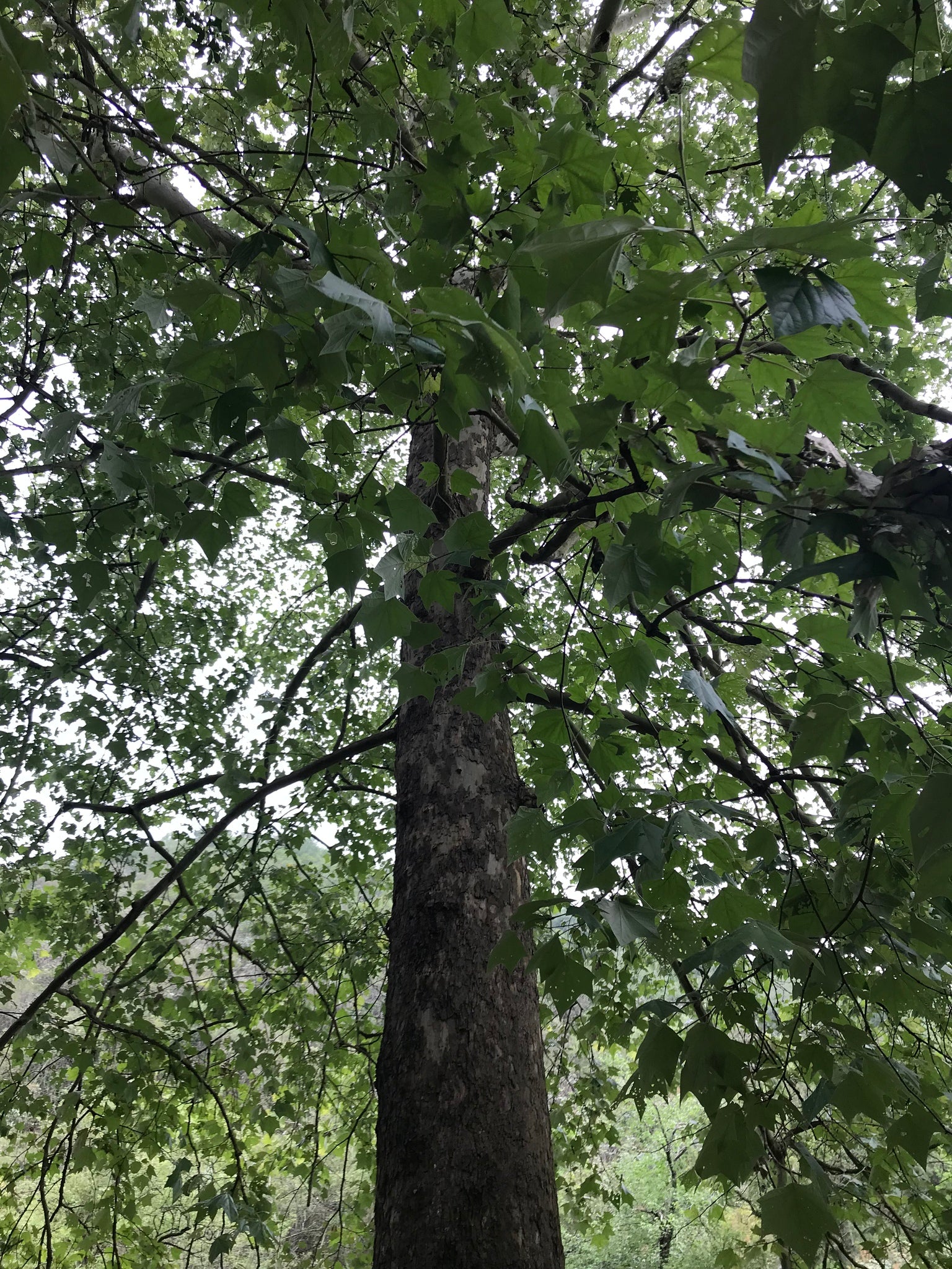 Bursera Rzedowskii Rzedowski Plane – 10 Seeds, Platanus Rzedowskii, Lobed Leaves, Rare, E ...