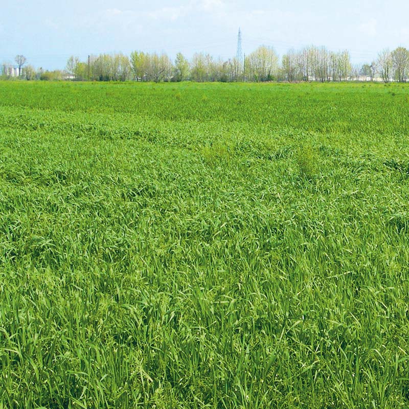 Semi di Prato Stabile Efeo - 10.000 semi - Resistente a siccità e calpestio, alta qualità per un prato compatto e duraturo.