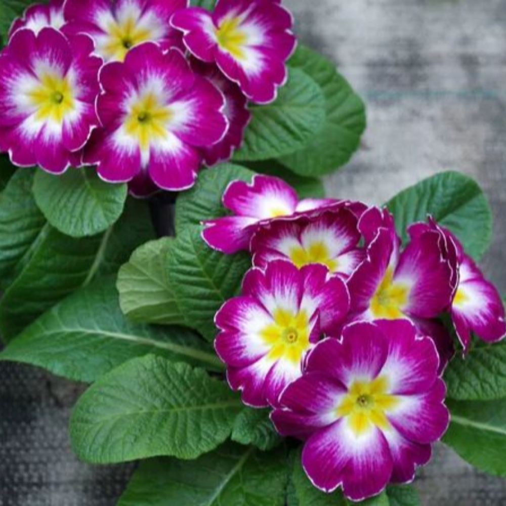 Primula Rosa Sfumata Bianca Gialla – 30 Semi – Fiore Decorativo, Alta Germinabilità, Ideale per Giardino, Non-GMO - Botanis - Vendita semi online di piante rare