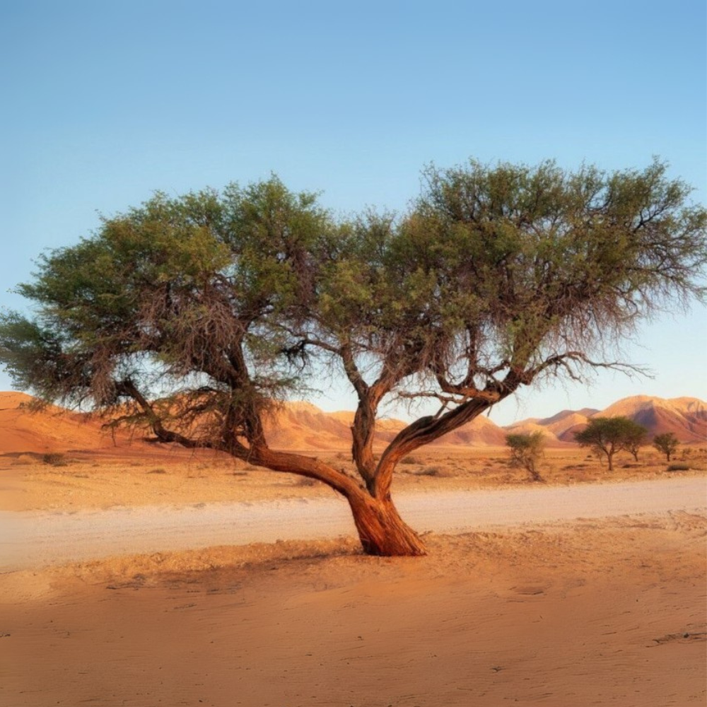 Acacia Senegal – 10 Semi – Gomma Arabica, Albero Resistente alla Siccità, Ideale per Climi Aridi, Fonte di Gomma Naturale, Rara