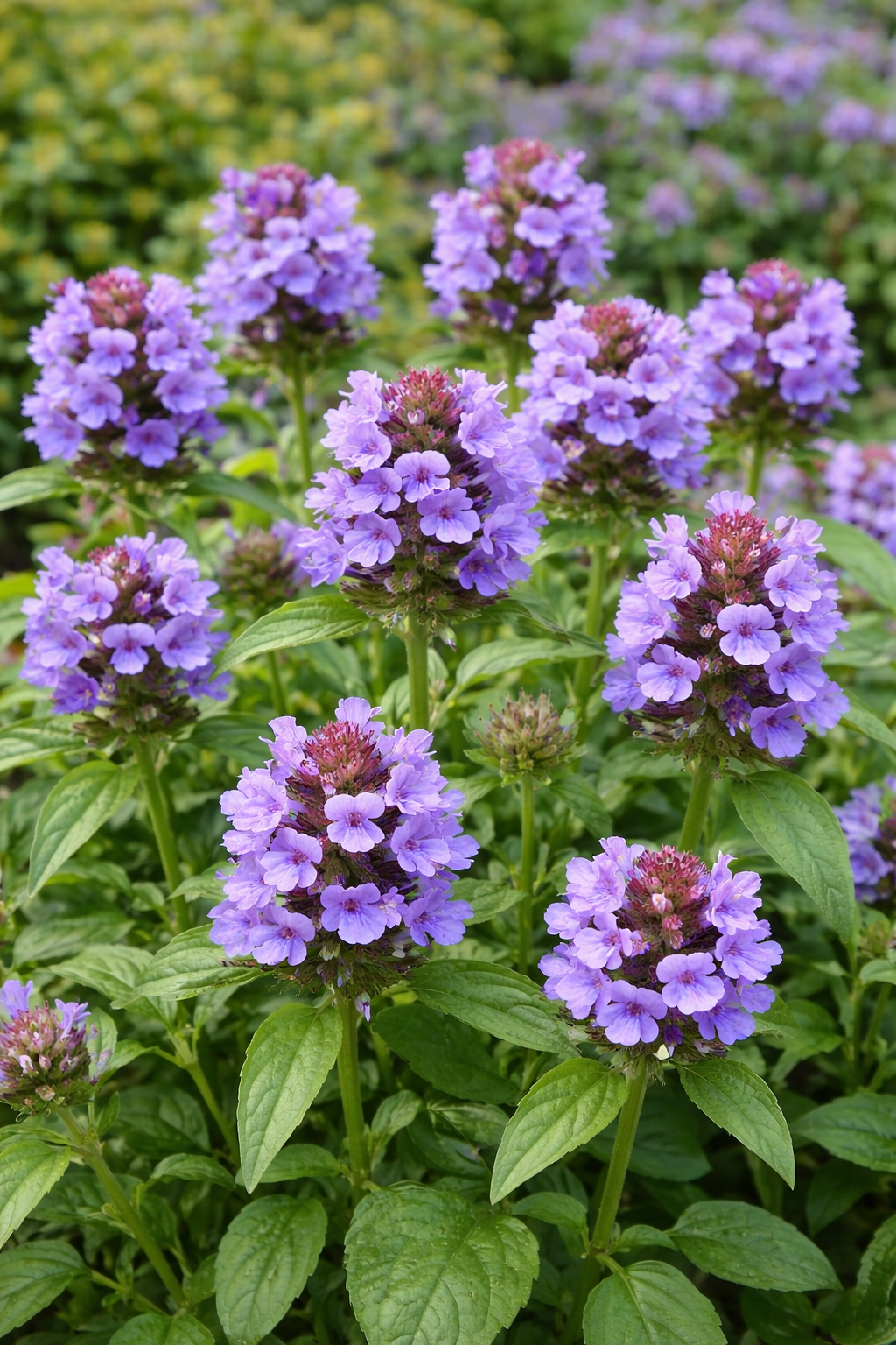 Prunella – 10 Semi, Fiori Viola, Paesaggismo, Giardino, Facile da Coltivare, Alta Germinabilità, Non-GMO