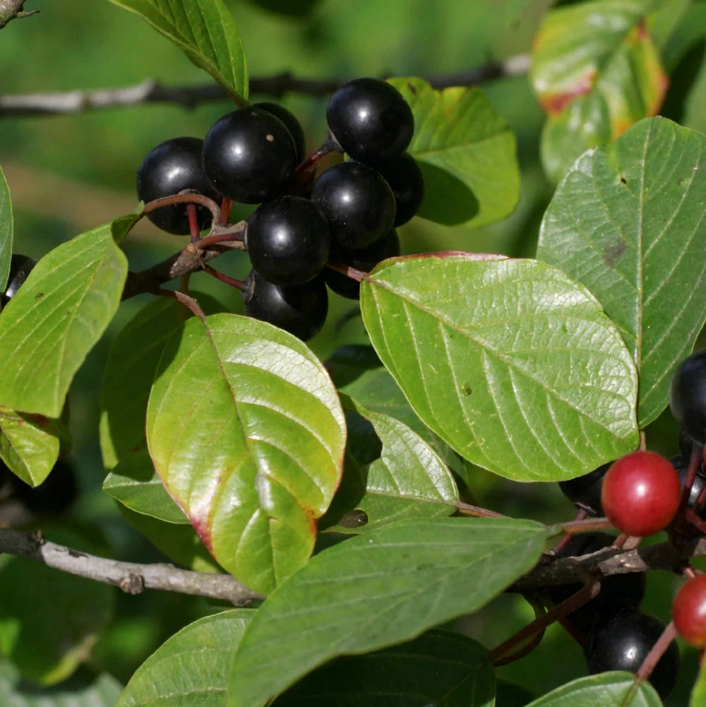 Frangola – 10 Semi, Tintoria, Medicinale, Bosco, Facile da Coltivare, Alta Germinabilità, Non-GMO