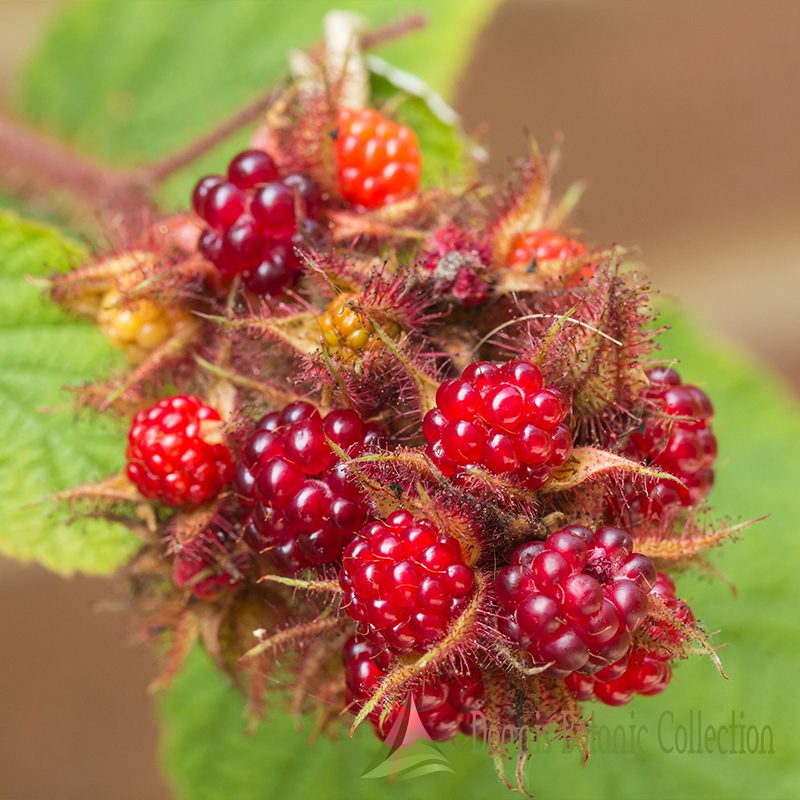 10 Semi di Lampone giapponese Rubus phoenicolasius – Semi Freschi, Alta Germinabilità, No-GMO