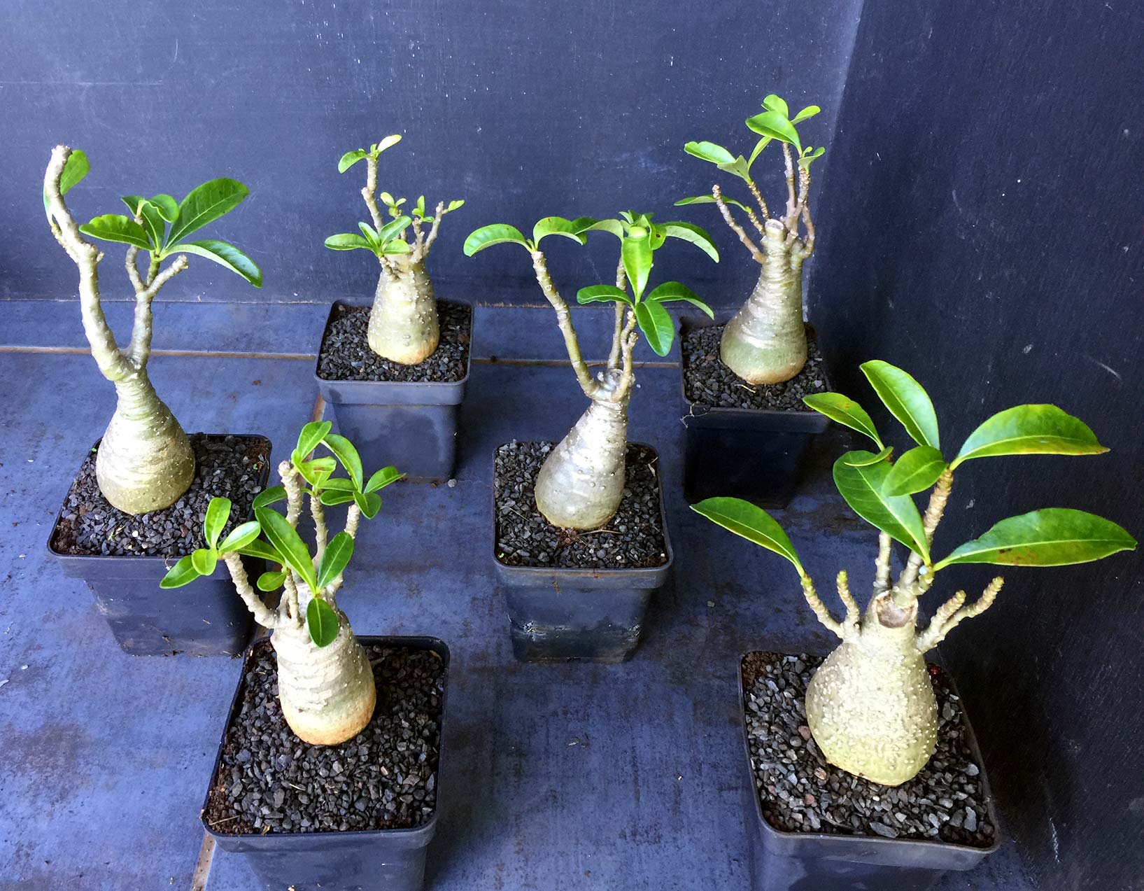 Pachypodium decaryi - 10 Semi – Alta Germinabilità, Varietà Selezionata, Non-GMO