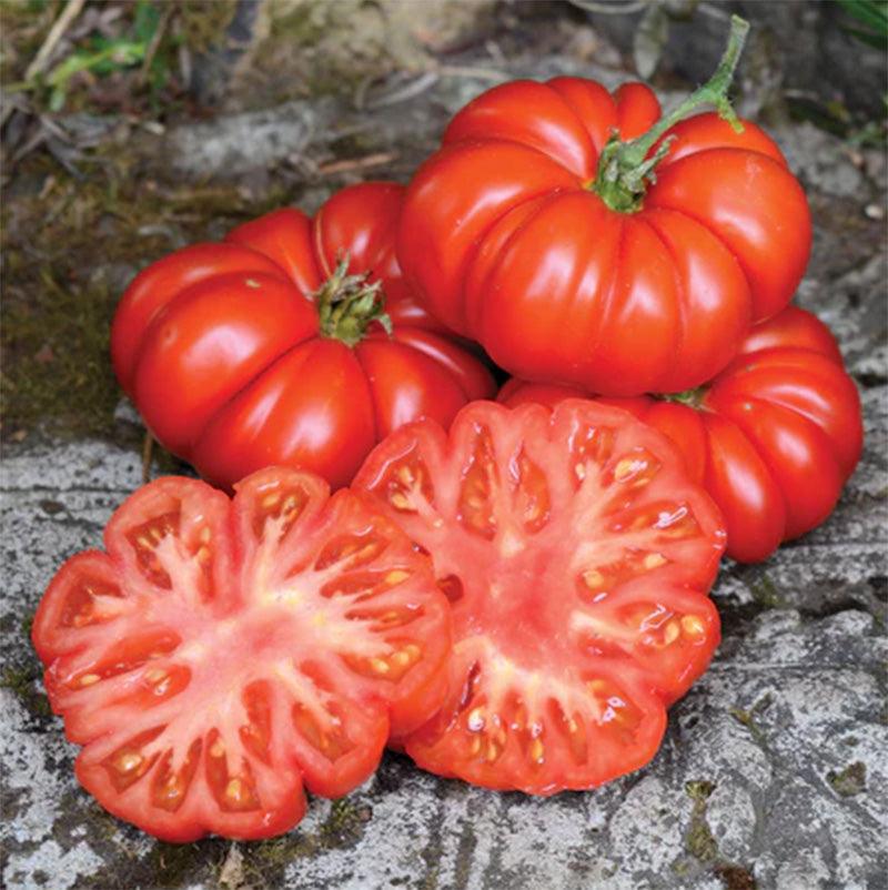 50 Semi di Pomodoro Costoluto Fiorentino Solanum lycopersicum Costoluto Fiorentino – Semi Freschi, Alta Germinabilità, No-GMO