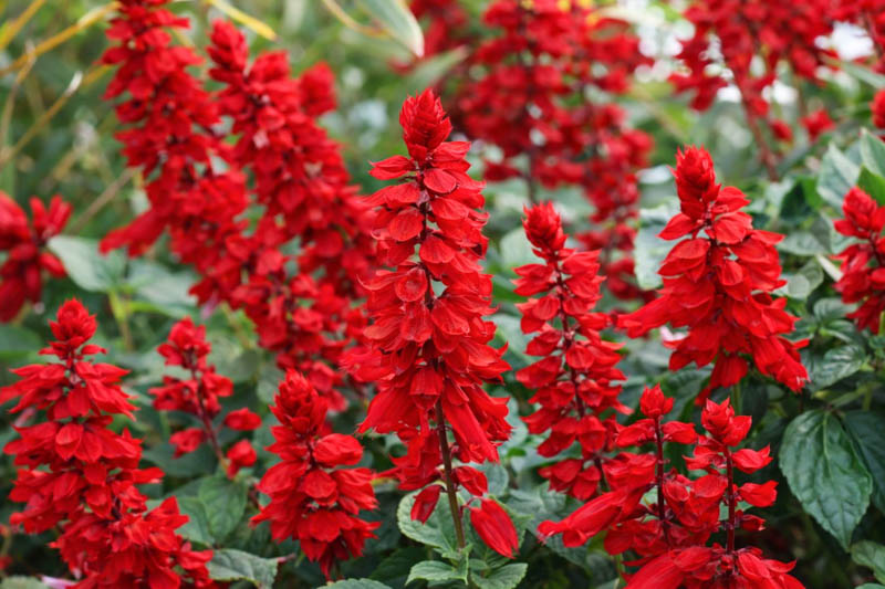 Salvia Splendens Alta – 10 Semi, Spighe Rosso Fuoco, Portamento Eretto, Grande Effetto, Facile da Coltivare, Alta Germinabilità, Non-GMO