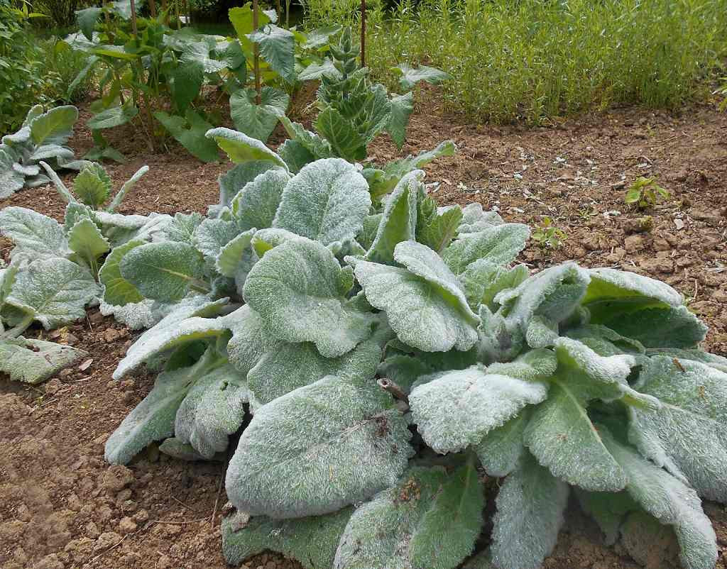 Salvia Argentea – 10 Semi, Foglie Pelose, Fiori Bianchi, Facile da Coltivare, Alta Germinabilità, Non-GMO