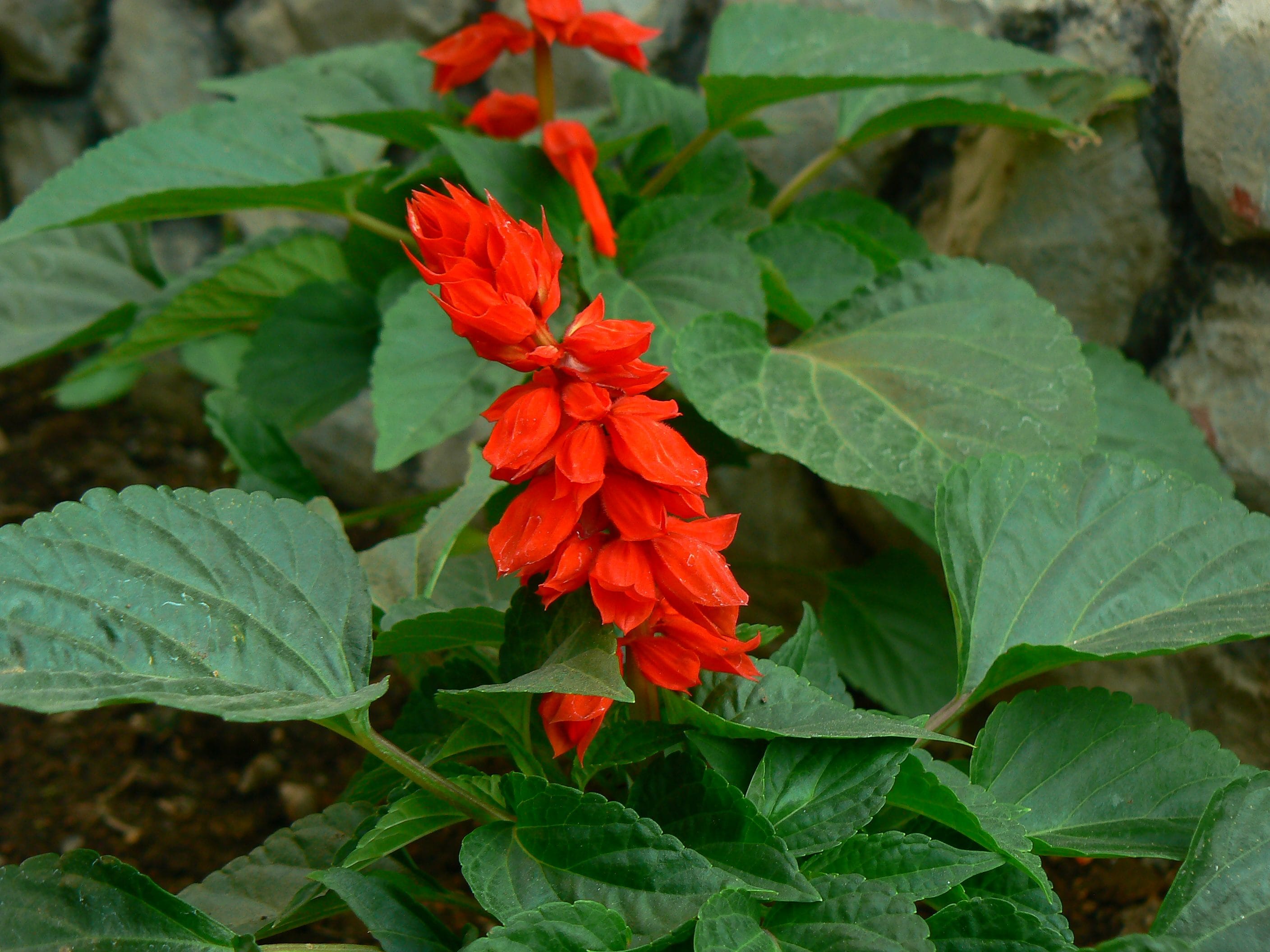 Salvia Splendens – 50 Semi, Fiori Rossi, Ornamentale, Aiuole, Facile da Coltivare, Alta Germinabilità, Non-GMO