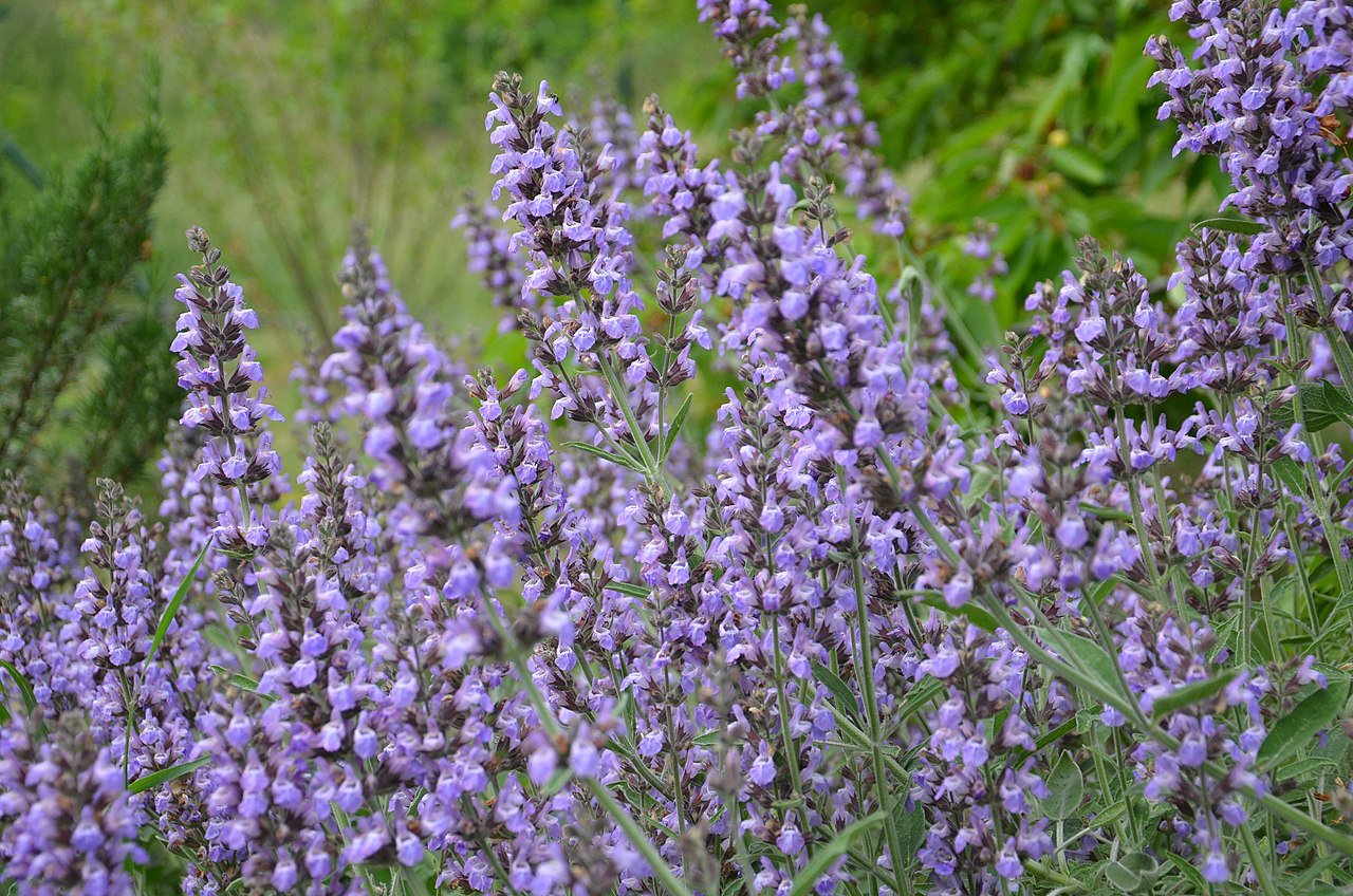 Salvia Spagnola – 10 Semi, Lavandulifolia, Aromatico, Vaso, Facile da Coltivare, Alta Germinabilità, Non-GMO