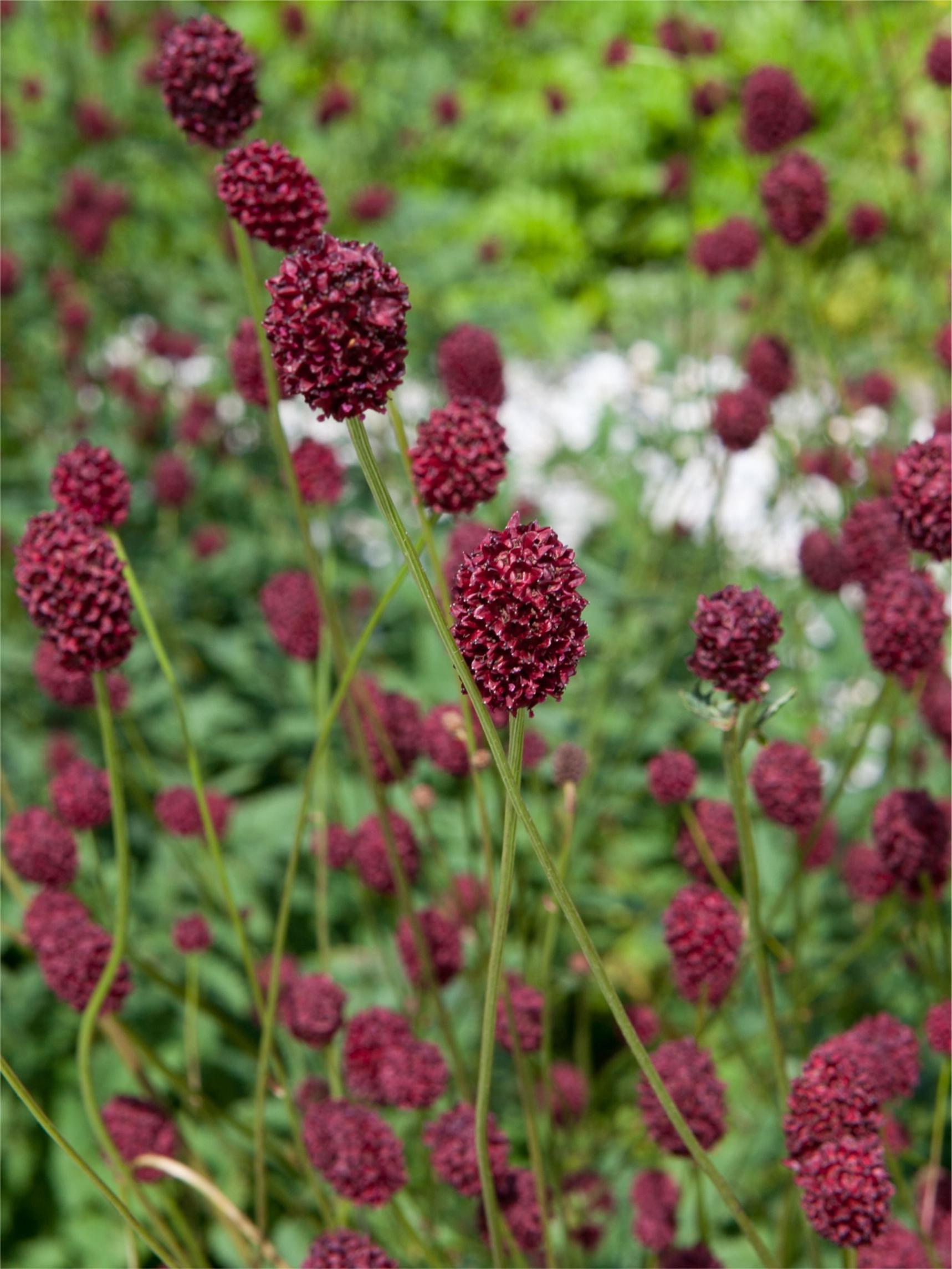 Sanguisorba - 300 Semi, Perenne, Decorativa, Scarpate, Facile da Coltivare, Alta Germinabilità, Non-GMO