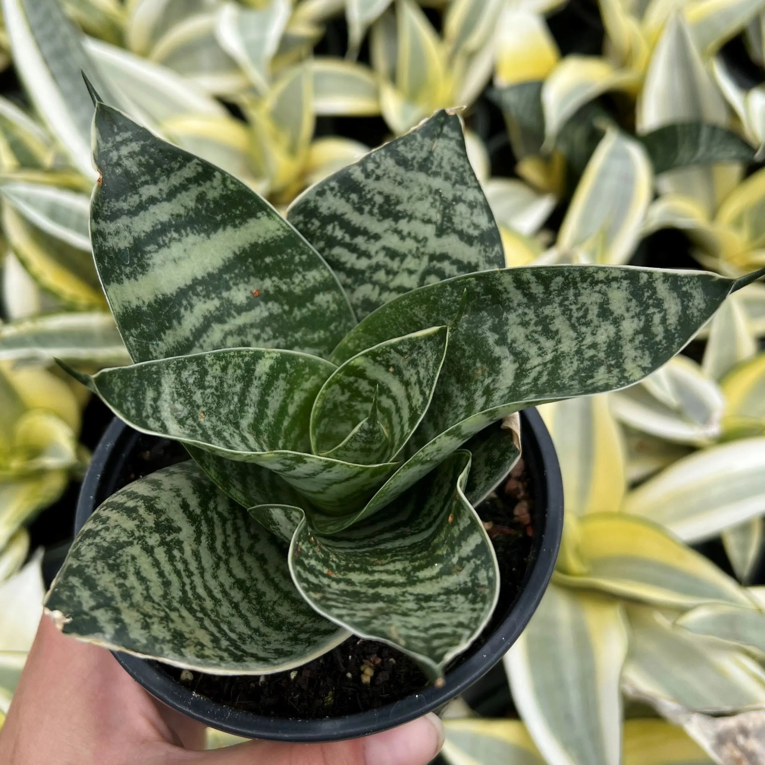 Sansevieria trifasciata Hahnii – 20 Semi, Varietà Nana, Rosetta, Scrivania, Facile da Coltivare, Alta Germinabilità, Non-GMO
