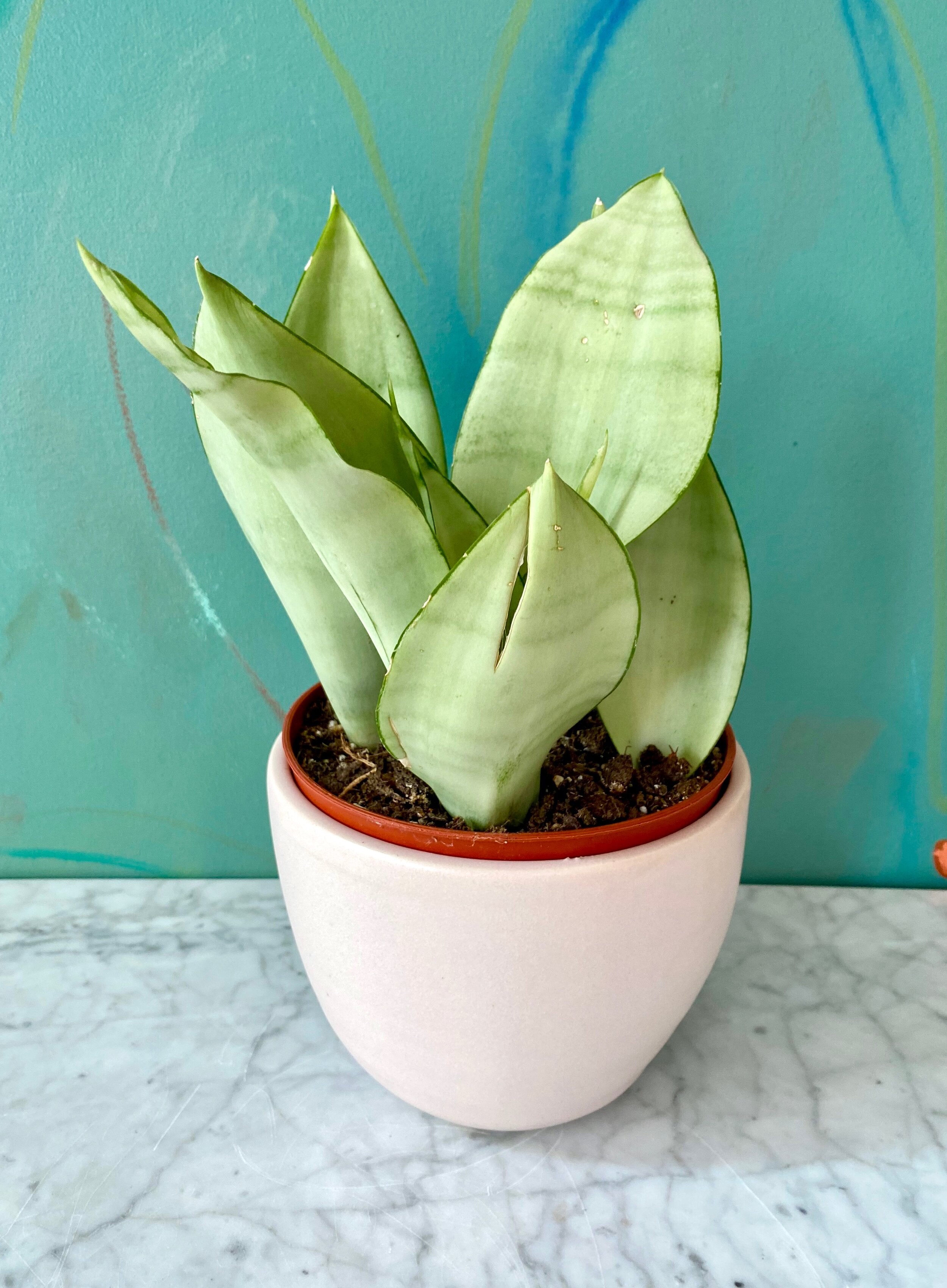 Sansevieria trifasciata Moonshine – 20 Semi, Foglie Argentee, Design Moderno, Interni, Facile da Coltivare, Alta Germinabilità, Non-GMO