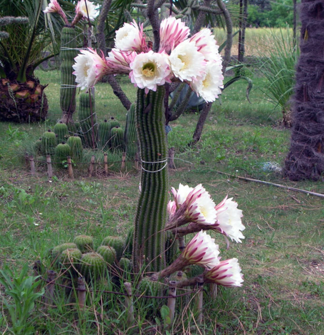 Trichocereus schickendantzii – 10 Semi, Cactus Cespitoso, Grandi Fiori Bianchi, Vigoroso, Facile da Coltivare, Alta Germinabilità, Non-GMO