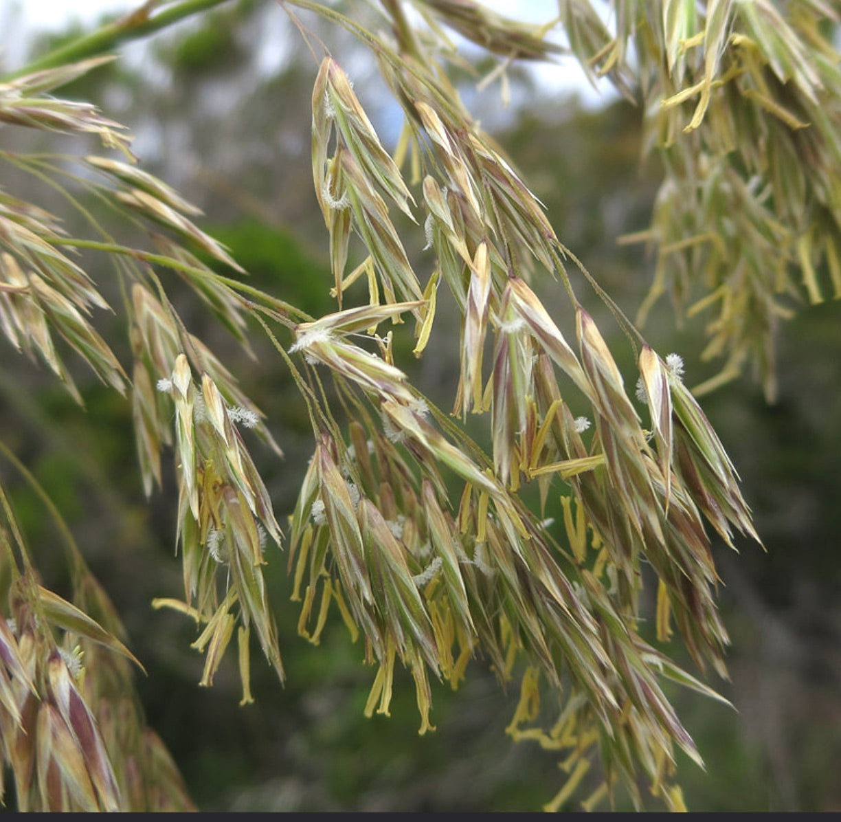 Tagliamani – 10 Semi, Graminacea, Paesaggismo, Rustico, Facile da Coltivare, Alta Germinabilità, Non-GMO