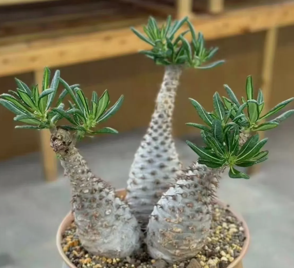 Pachypodium ambongense - 10 Semi – Alta Germinabilità, Varietà Selezionata, Non-GMO