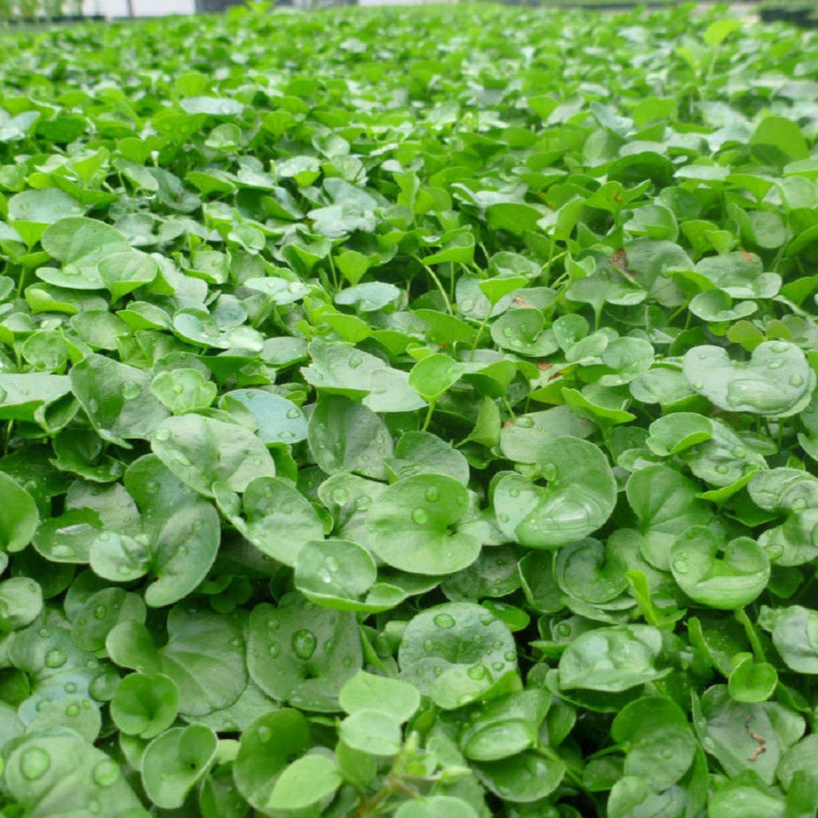 Semi di Dichondra Repens per Prato - 100 semi - Effetto Tappeto, Bassa Manutenzione, Perfetto per Aree Ombrose