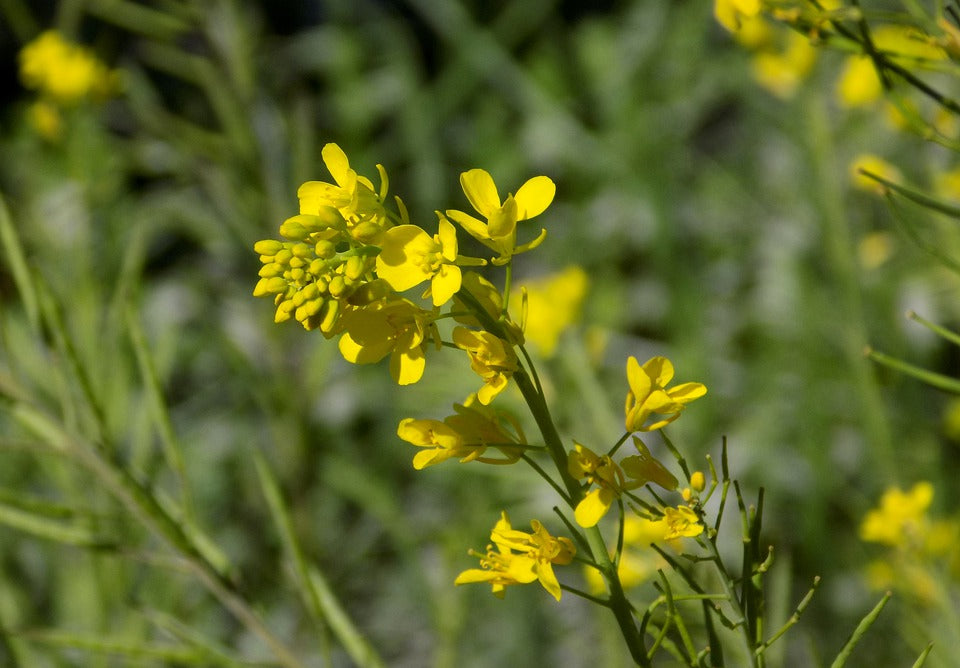 Oriental Mustard – 10 Seeds, Flavorful and Spicy Leaves, Ideal for Salads and Woks, Easy to Grow, High Germinability, Non-GMO