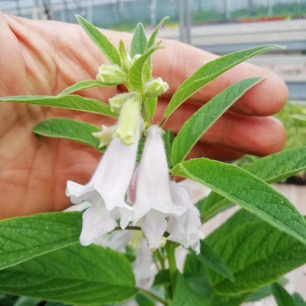 Sesamo – 30 Semi – Semi Ricchi di Olio, Tostati per Aroma, Usati Cucina Panificazione.
