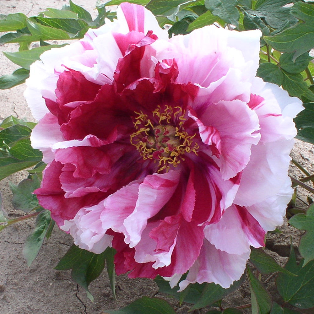 Peonia Adzuma Nishiki – 5 Semi – Fiore Grande, Colore Intenso, Ideale per Giardino Elegante
