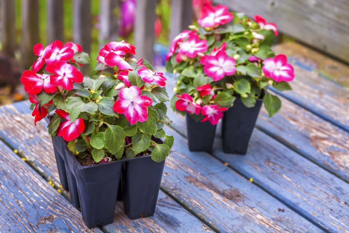 Impatiens Fior di Vetro Mix – 10 Semi, Colori Brillanti, Ideale per Zone d'Ombra, Vaso, Facile da Coltivare, Alta Germinabilità, Non-GMO