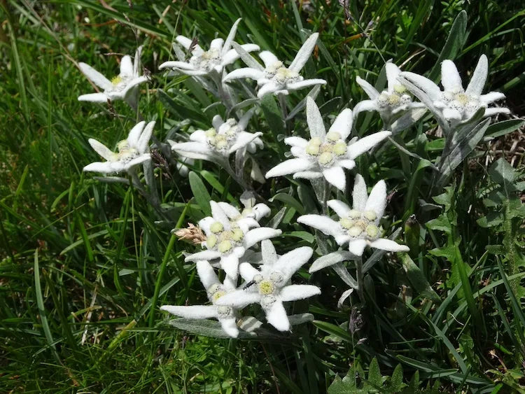 Stella Alpina – 10 Semi, Simbolo delle Montagne, Fiori Vellutati, Varietà Rara, Facile da Coltivare, Alta Germinabilità, Non-GMO