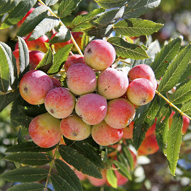 Rowan Tree – 10 Seeds, Red-Yellow Fruit, Ancient and Sweet Flavor, Ripens Late August, Non-GMO