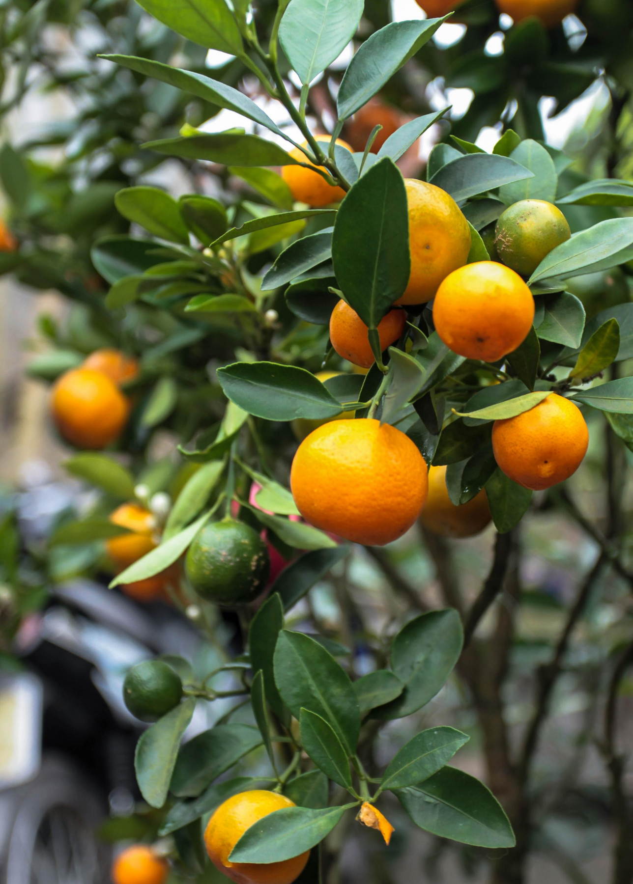 Citrus swinglei – 10 Semi, Calamondino Cinese, Compatto, Ornamentale, Facile da Coltivare, Alta Germinabilità, Non-GMO